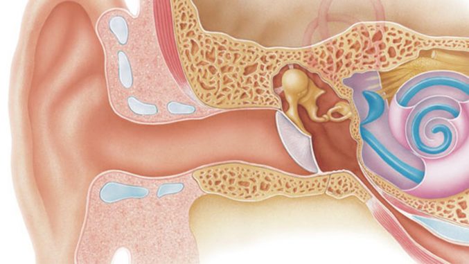 آناتومی قسمت های داخلی گوش انسان