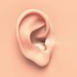 گوش | آشنایی با ساختار و عملکرد این اندام شنوایی