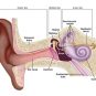 گوش اندام شنوایی و حیاتی بدن!