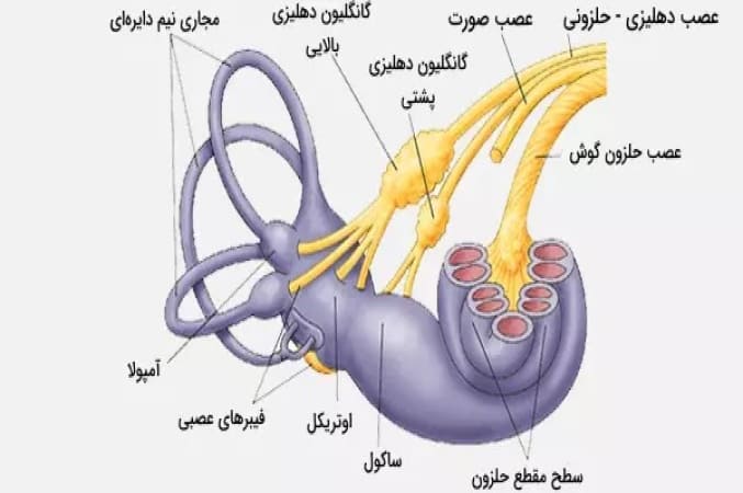 اجزای تشکیل دهنده گوش انسان