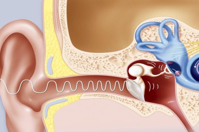 ساختمان گوش