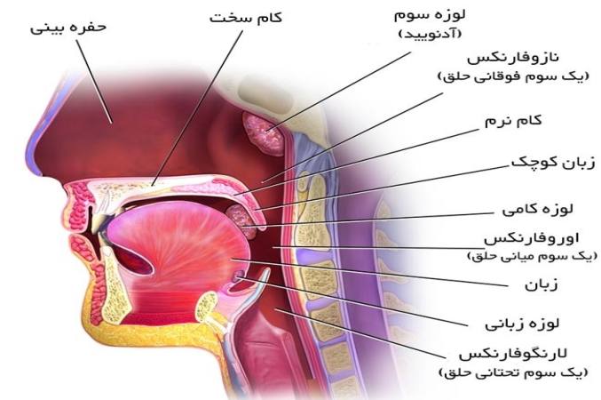 آناتومی لوزه و گلو